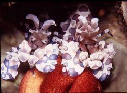 Harlequin Shrimp! by Allen Lee 